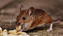 24 Hour & Emergency Exterminators in Johnnie, NV
